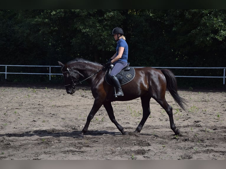 Polnisches Warmblut Wallach 10 Jahre 167 cm Rappe in Che&#x142;mno