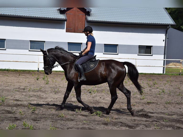 Polnisches Warmblut Wallach 10 Jahre 167 cm Rappe in Che&#x142;mno