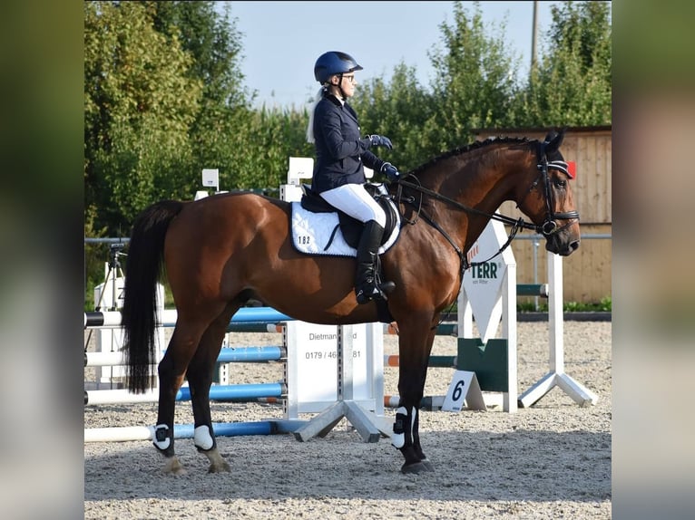 Polnisches Warmblut Wallach 10 Jahre 168 cm Brauner in Altenstadt