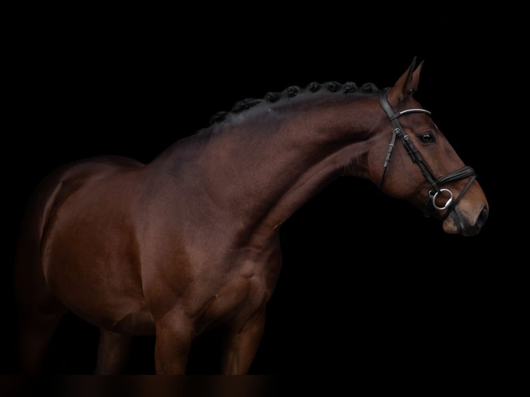 Polnisches Warmblut Wallach 10 Jahre 168 cm Brauner in Altenstadt