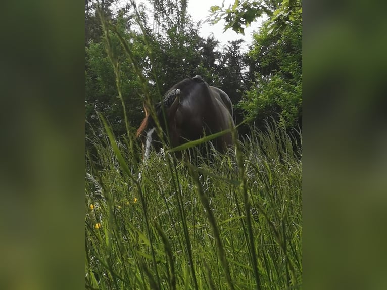 Polnisches Warmblut Wallach 10 Jahre 168 cm Brauner in Spremberg
