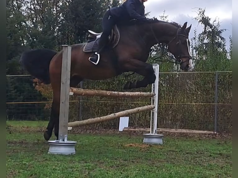 Polnisches Warmblut Wallach 10 Jahre 168 cm Brauner in Spremberg