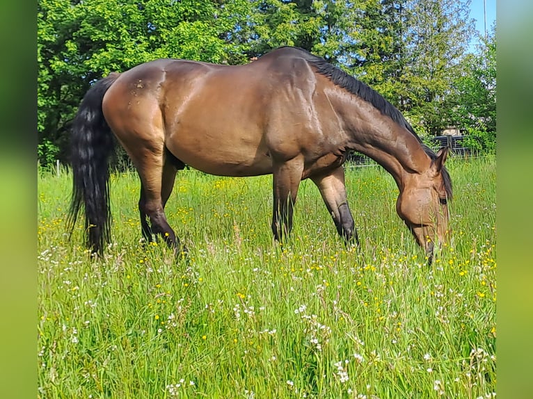 Polnisches Warmblut Wallach 10 Jahre 168 cm Brauner in Spremberg