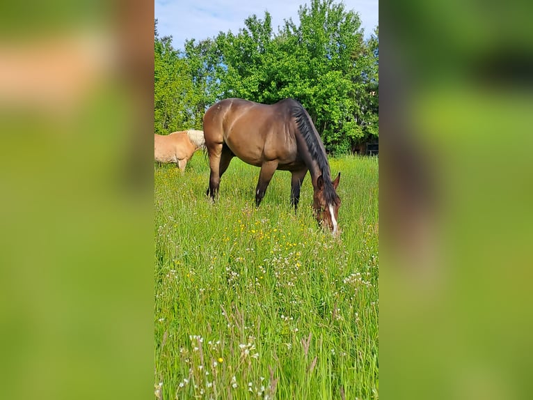 Polnisches Warmblut Wallach 10 Jahre 168 cm Brauner in Spremberg