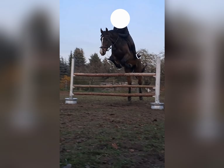 Polnisches Warmblut Wallach 10 Jahre 168 cm Brauner in Spremberg