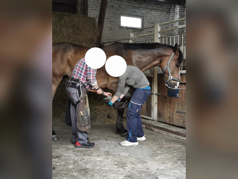 Polnisches Warmblut Wallach 10 Jahre 168 cm Brauner in Spremberg