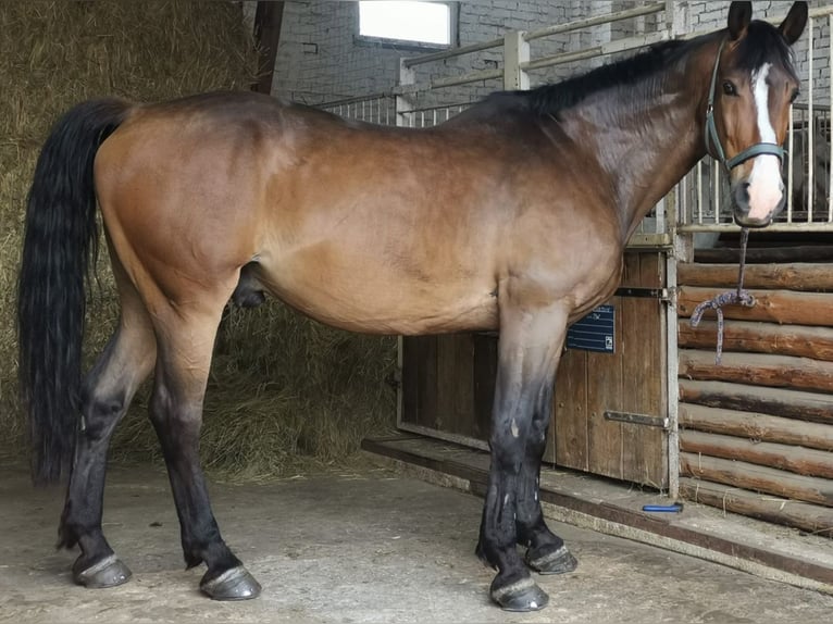 Polnisches Warmblut Wallach 10 Jahre 168 cm Brauner in Spremberg