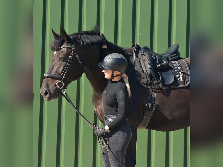 Polnisches Warmblut Wallach 10 Jahre 168 cm Rappe in Wahlitz