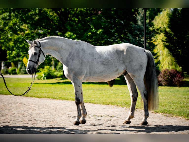 Polnisches Warmblut Wallach 10 Jahre 168 cm Schimmel in jakubowice