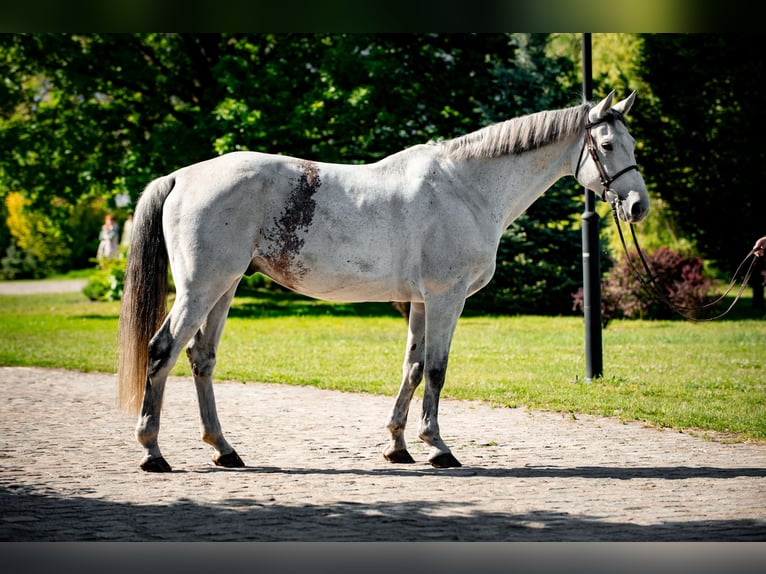 Polnisches Warmblut Wallach 10 Jahre 168 cm Schimmel in jakubowice