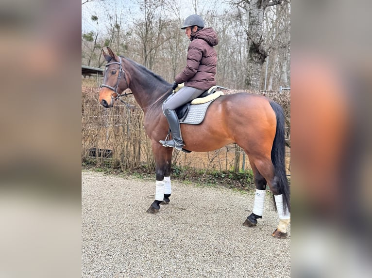 Polnisches Warmblut Wallach 10 Jahre 169 cm Brauner in Wien