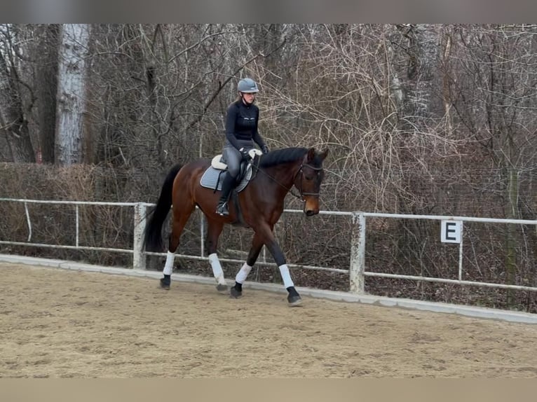 Polnisches Warmblut Wallach 10 Jahre 169 cm Brauner in Wien