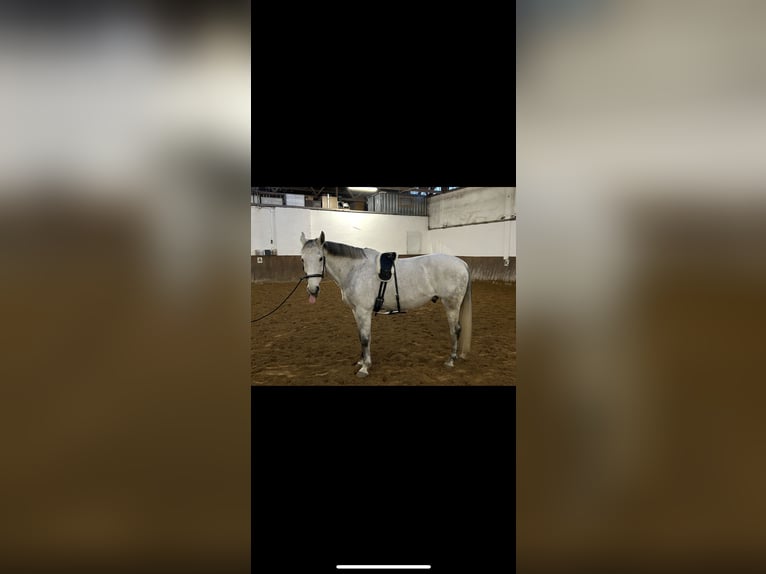 Polnisches Warmblut Wallach 10 Jahre 169 cm Fliegenschimmel in Ingolstadt