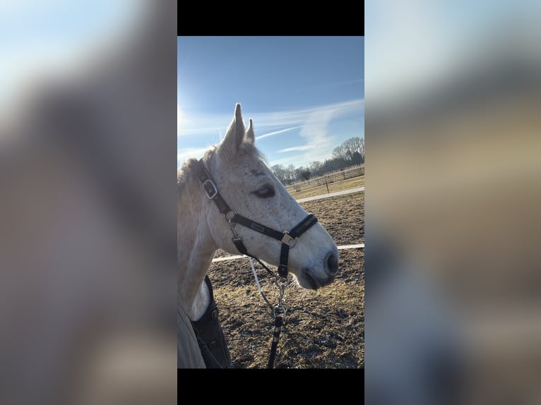Polnisches Warmblut Wallach 10 Jahre 169 cm Fliegenschimmel in Ingolstadt