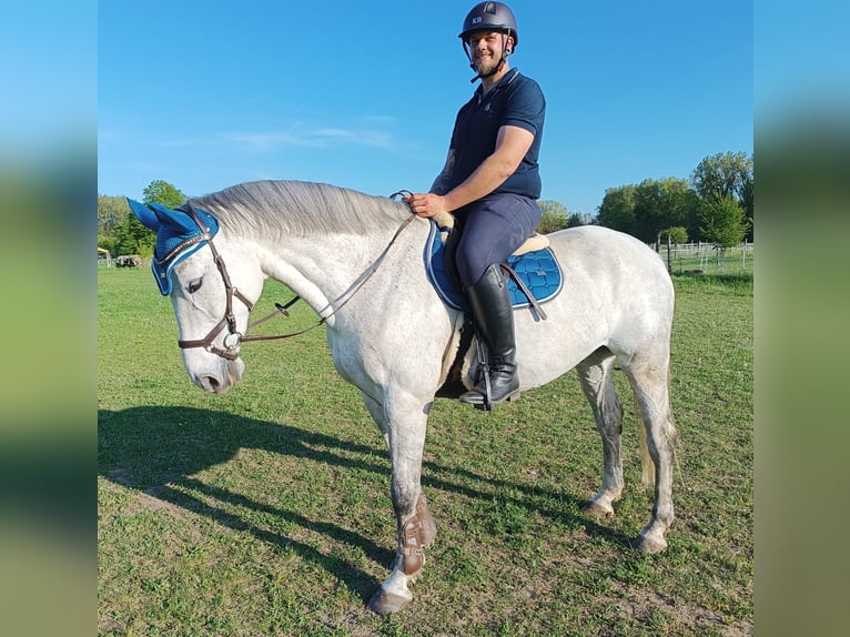 Polnisches Warmblut Wallach 10 Jahre 169 cm Fliegenschimmel in Ingolstadt