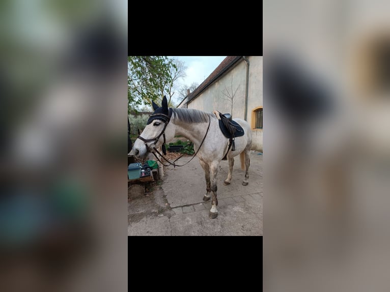 Polnisches Warmblut Wallach 10 Jahre 169 cm Fliegenschimmel in Ingolstadt