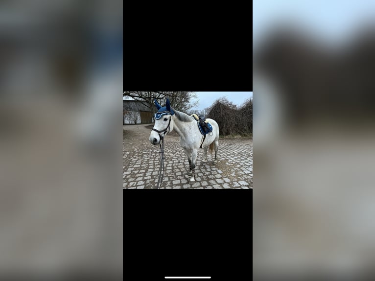 Polnisches Warmblut Wallach 10 Jahre 169 cm Fliegenschimmel in Ingolstadt