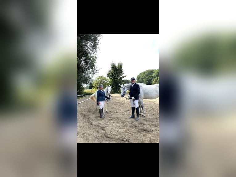 Polnisches Warmblut Wallach 10 Jahre 169 cm Fliegenschimmel in Ingolstadt