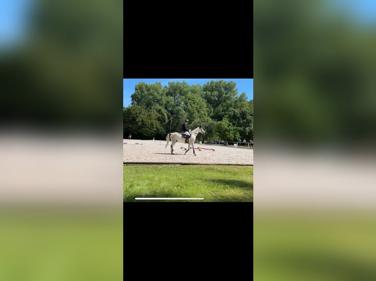 Polnisches Warmblut Wallach 10 Jahre 169 cm Fliegenschimmel in Ingolstadt