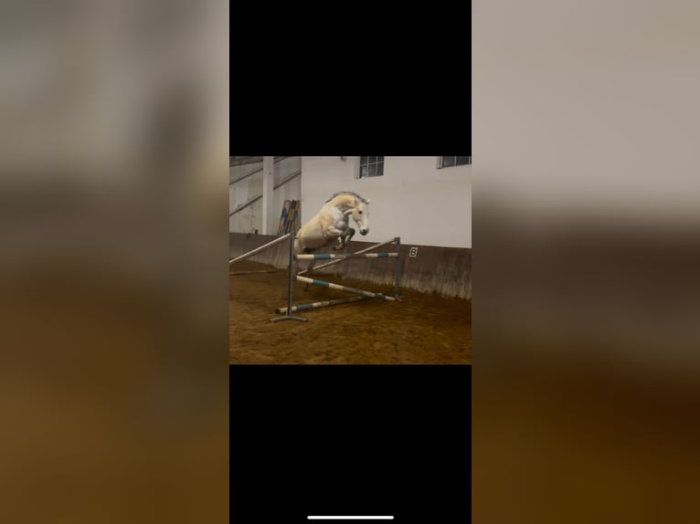 Polnisches Warmblut Wallach 10 Jahre 169 cm Fliegenschimmel in Ingolstadt