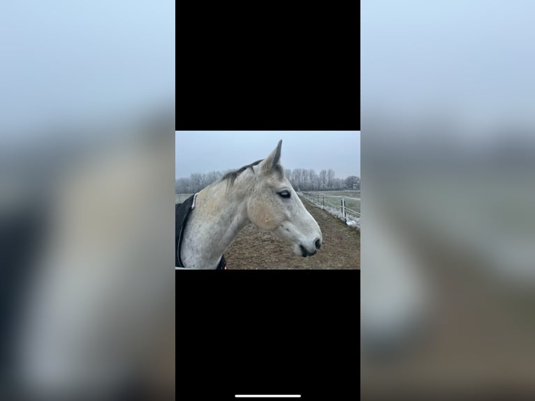 Polnisches Warmblut Wallach 10 Jahre 169 cm Fliegenschimmel in Ingolstadt