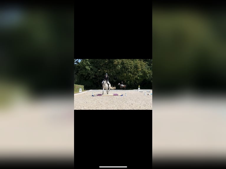 Polnisches Warmblut Wallach 10 Jahre 169 cm Fliegenschimmel in Ingolstadt