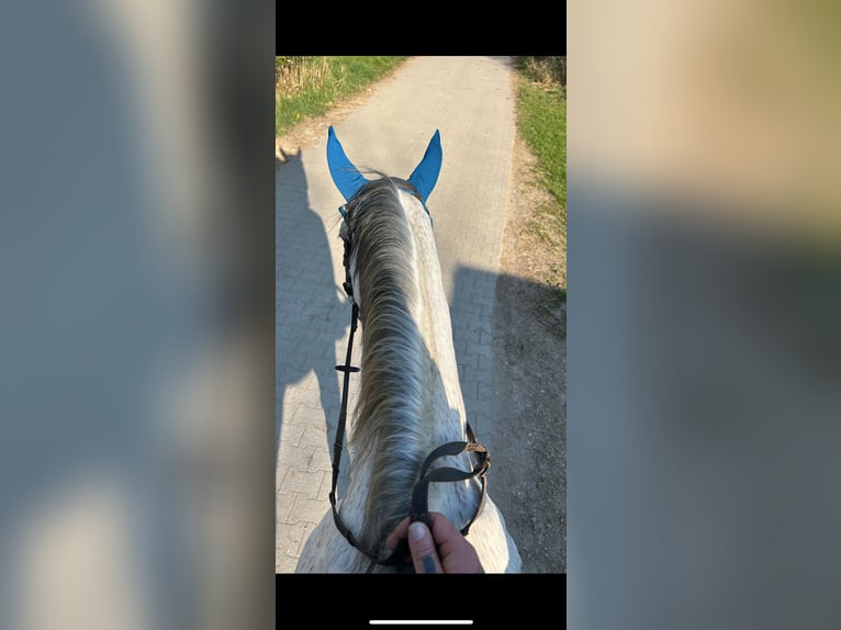 Polnisches Warmblut Wallach 10 Jahre 169 cm Fliegenschimmel in Ingolstadt