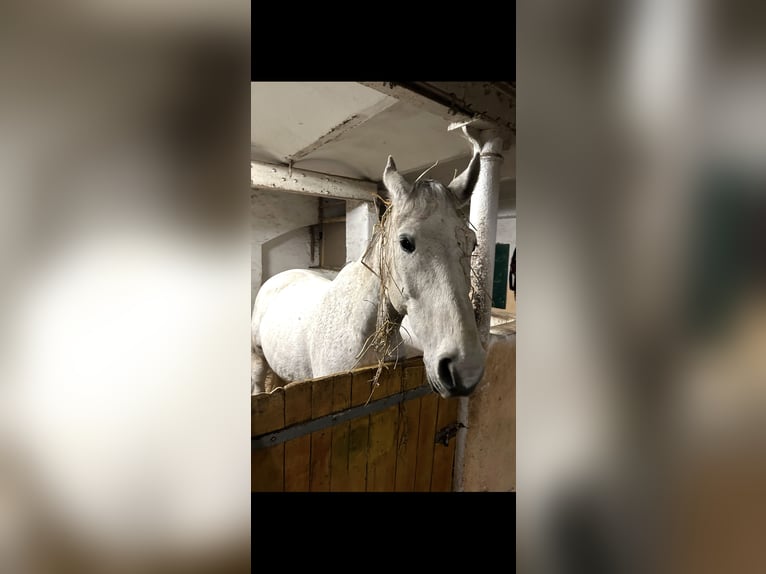 Polnisches Warmblut Wallach 10 Jahre 169 cm Fliegenschimmel in Ingolstadt