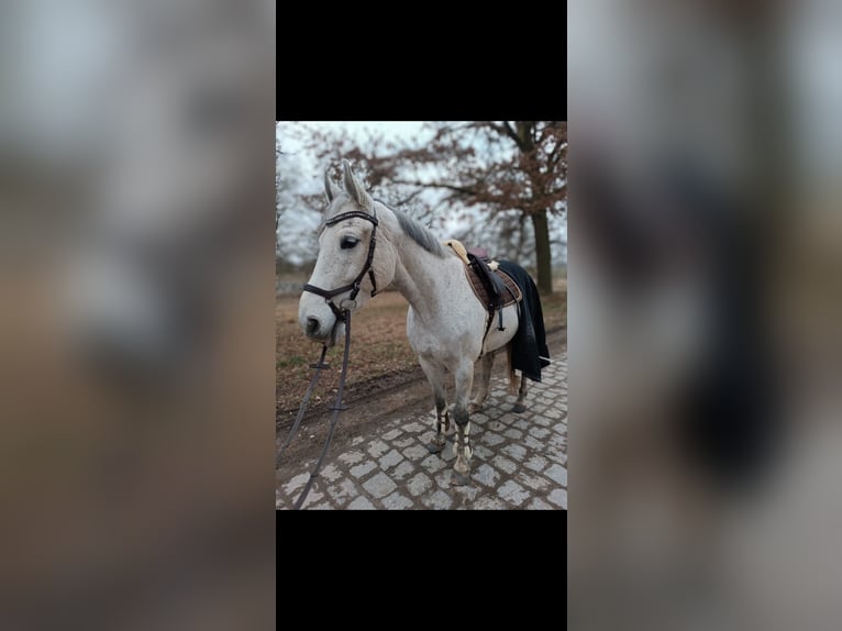Polnisches Warmblut Wallach 10 Jahre 169 cm Fliegenschimmel in Ingolstadt