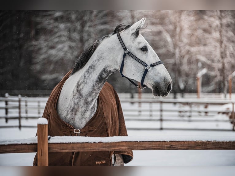 Polnisches Warmblut Wallach 10 Jahre 185 cm Schimmel in Rukla