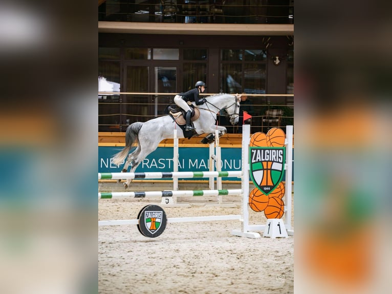 Polnisches Warmblut Wallach 10 Jahre 185 cm Schimmel in Rukla