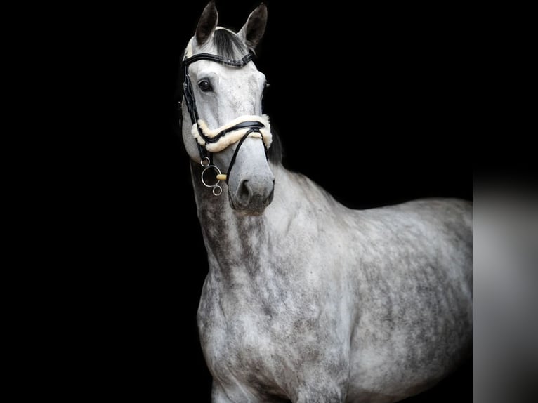 Polnisches Warmblut Wallach 10 Jahre 185 cm Schimmel in Rukla