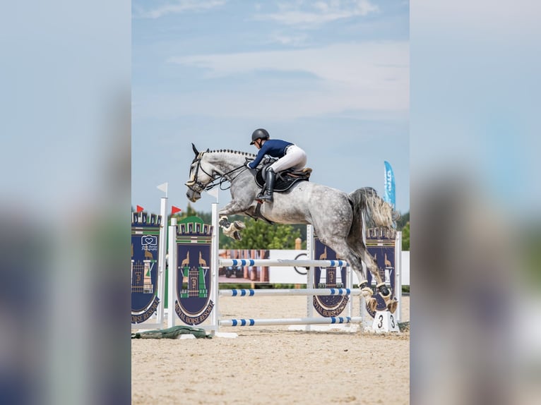 Polnisches Warmblut Wallach 10 Jahre 185 cm Schimmel in Rukla