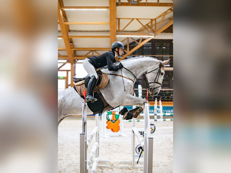 Polnisches Warmblut Wallach 10 Jahre 185 cm Schimmel in Rukla