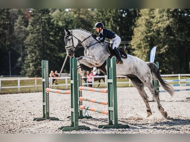 Polnisches Warmblut Wallach 10 Jahre 185 cm Schimmel in Rukla