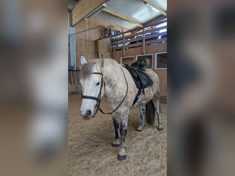 Polnisches Warmblut Wallach 11 Jahre 151 cm Schimmel in Sigmaringen