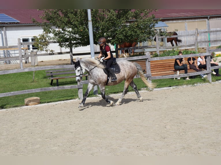 Polnisches Warmblut Wallach 11 Jahre 151 cm Schimmel in Sigmaringen