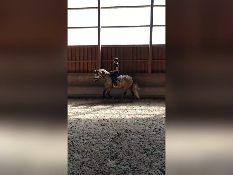 Polnisches Warmblut Wallach 11 Jahre 151 cm Schimmel in Sigmaringen