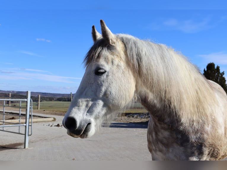 Polnisches Warmblut Wallach 11 Jahre 151 cm Schimmel in Sigmaringen