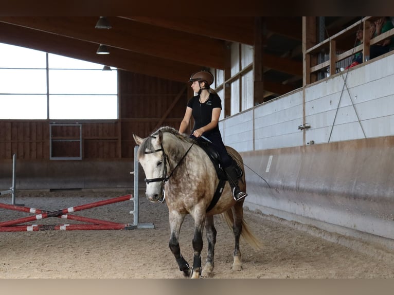 Polnisches Warmblut Wallach 11 Jahre 151 cm Schimmel in Sigmaringen