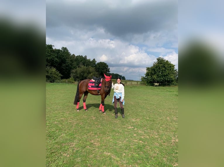 Polnisches Warmblut Wallach 11 Jahre 156 cm Brauner in Ansbach