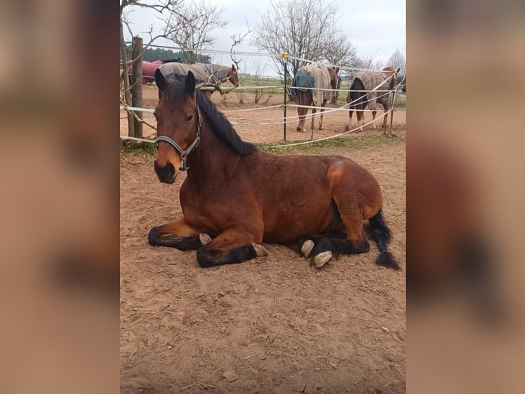 Polnisches Warmblut Wallach 11 Jahre 156 cm Brauner in Ansbach