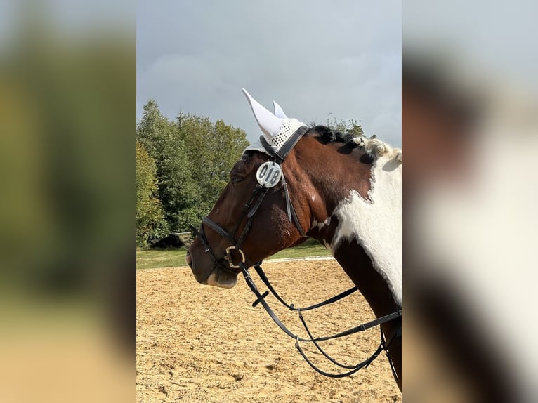 Polnisches Warmblut Wallach 11 Jahre 160 cm Brauner in Mainleus