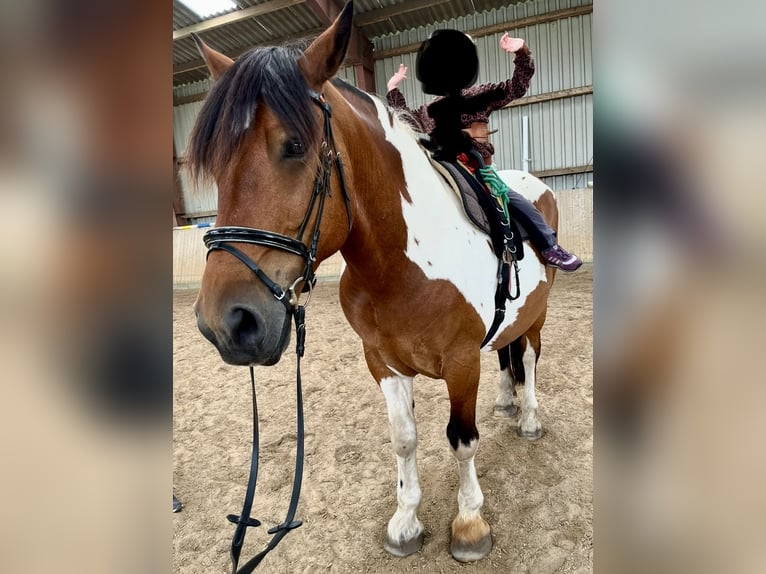 Polnisches Warmblut Wallach 11 Jahre 161 cm Schecke in Padenstedt