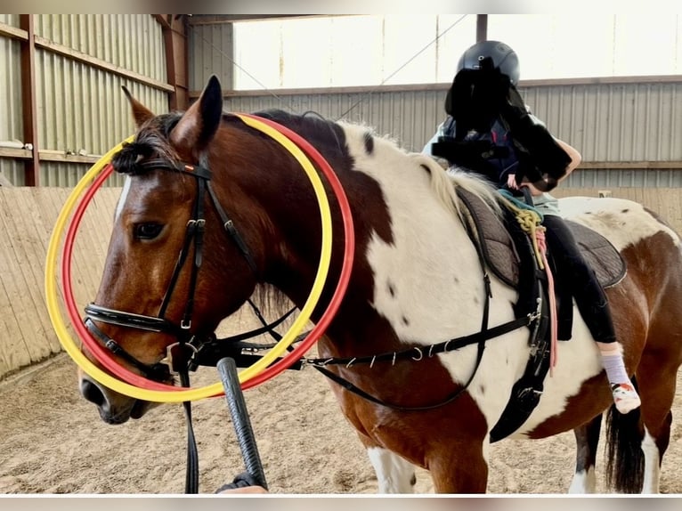 Polnisches Warmblut Wallach 11 Jahre 161 cm Schecke in Padenstedt