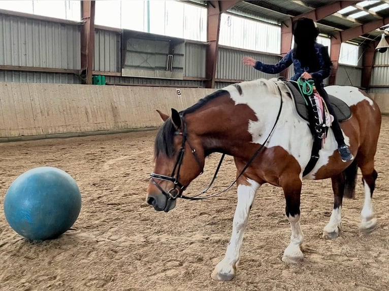 Polnisches Warmblut Wallach 11 Jahre 161 cm Schecke in Padenstedt