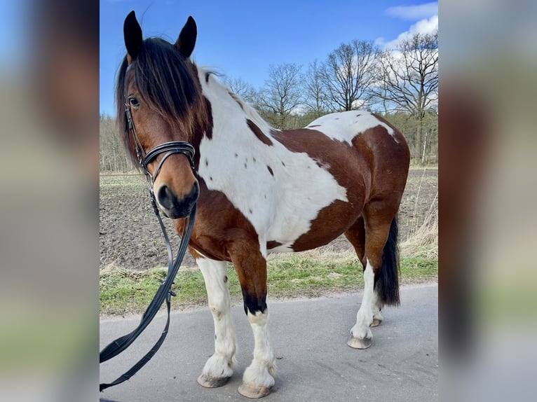 Polnisches Warmblut Wallach 11 Jahre 161 cm Schecke in Padenstedt