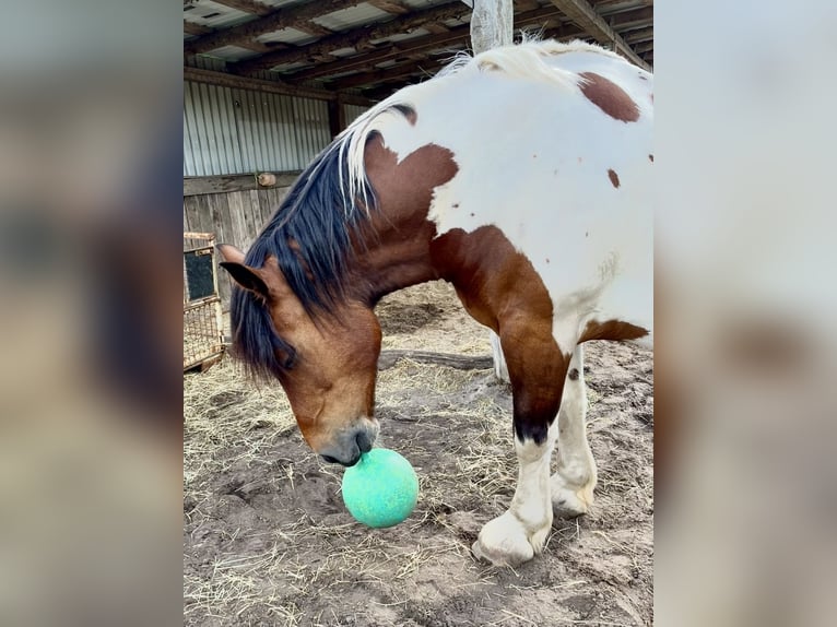 Polnisches Warmblut Wallach 11 Jahre 161 cm Schecke in Padenstedt