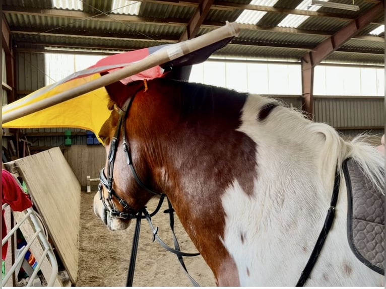 Polnisches Warmblut Wallach 11 Jahre 161 cm Schecke in Padenstedt