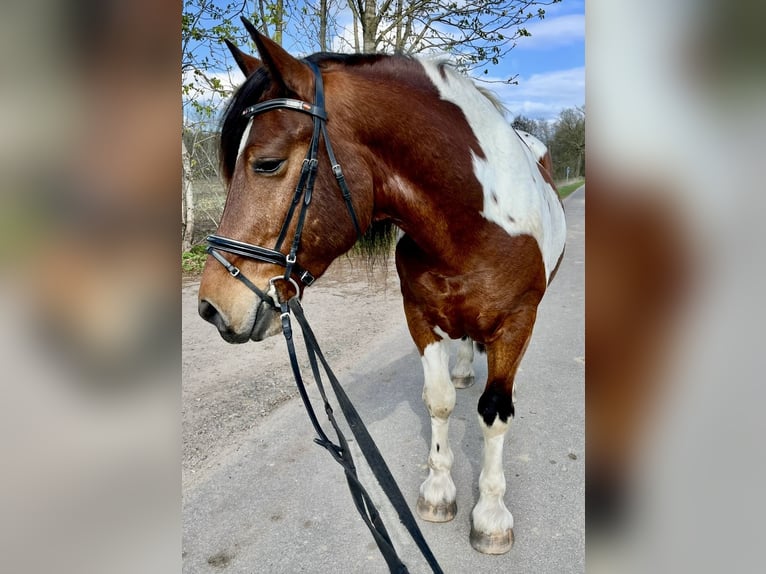 Polnisches Warmblut Wallach 11 Jahre 161 cm Schecke in Padenstedt